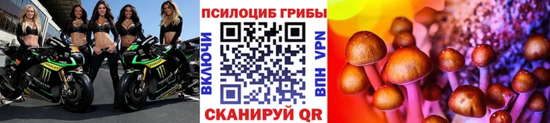 Купить закладки  Новоаннинский  Псилоцибиновые грибы Psilocybe 
